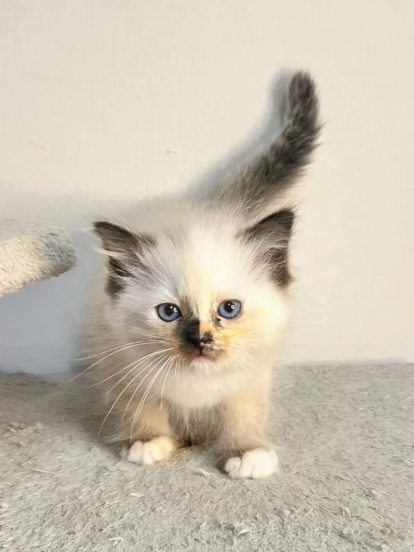 Seal Tortie Mitted Ragdoll Yavrular