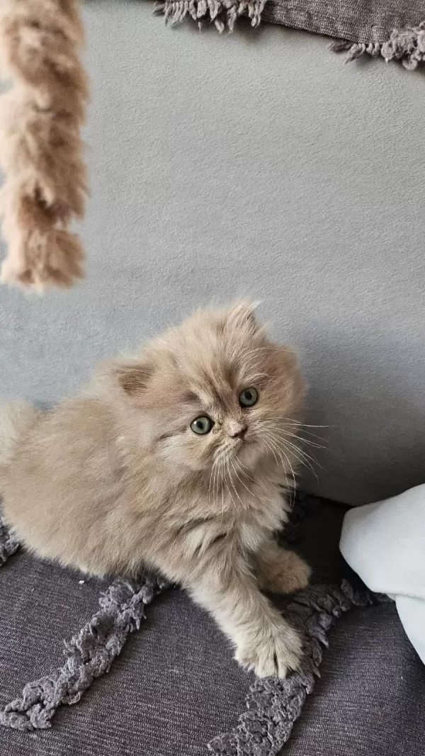 Acil Sadece Aileye British Longhair