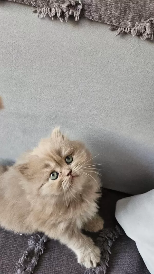 Acil Sadece Aileye British Longhair