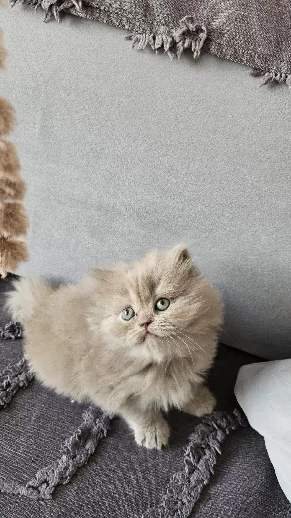 Acil Sadece Aileye British Longhair