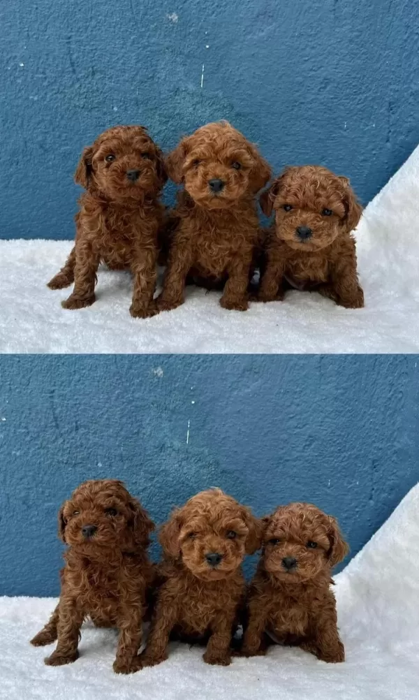 En İyisinden Poodle Bebekler