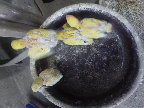 Damızlık Orange Face Lutino Sevdalar.