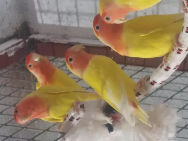 Damızlık Orange Face Lutino Sevdalar.