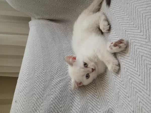 Safkan British Shorthair Dişi Yavru