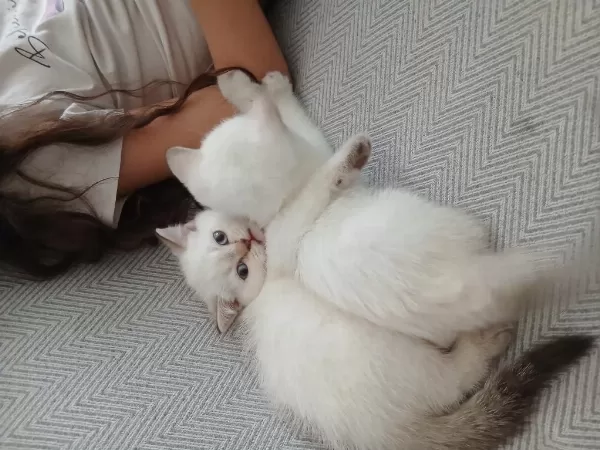 Safkan British Shorthair Dişi Yavru