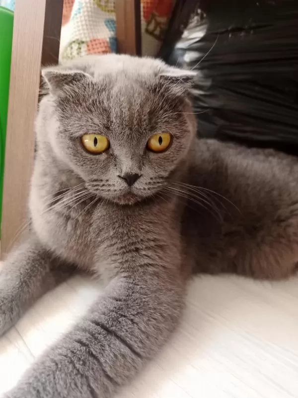 Sevimli British Shorthair Yavrular