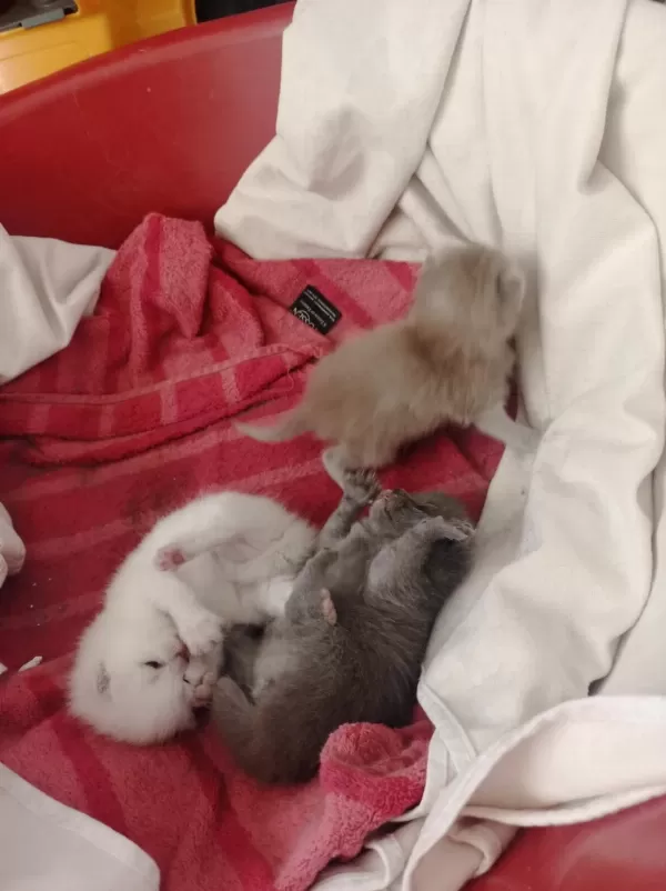 Sevimli British Shorthair Yavrular