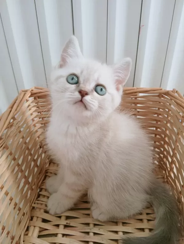 Mavi Gözlü Blue Point British Shorthair Yavrular