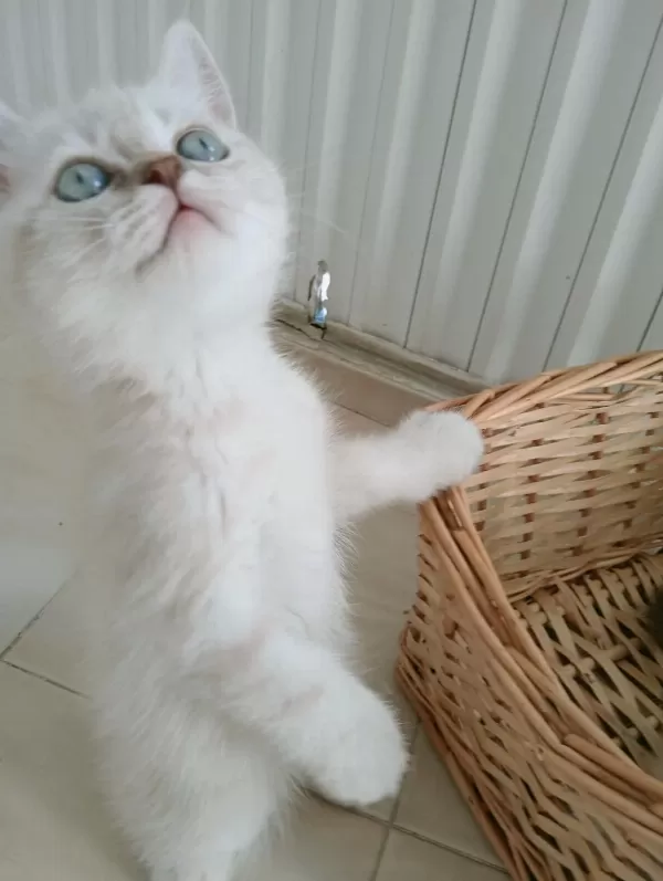 Mavi Gözlü Blue Point British Shorthair Yavrular