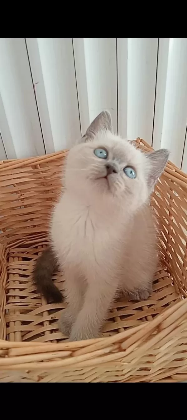 Mavi Gözlü Blue Point British Shorthair Yavrular