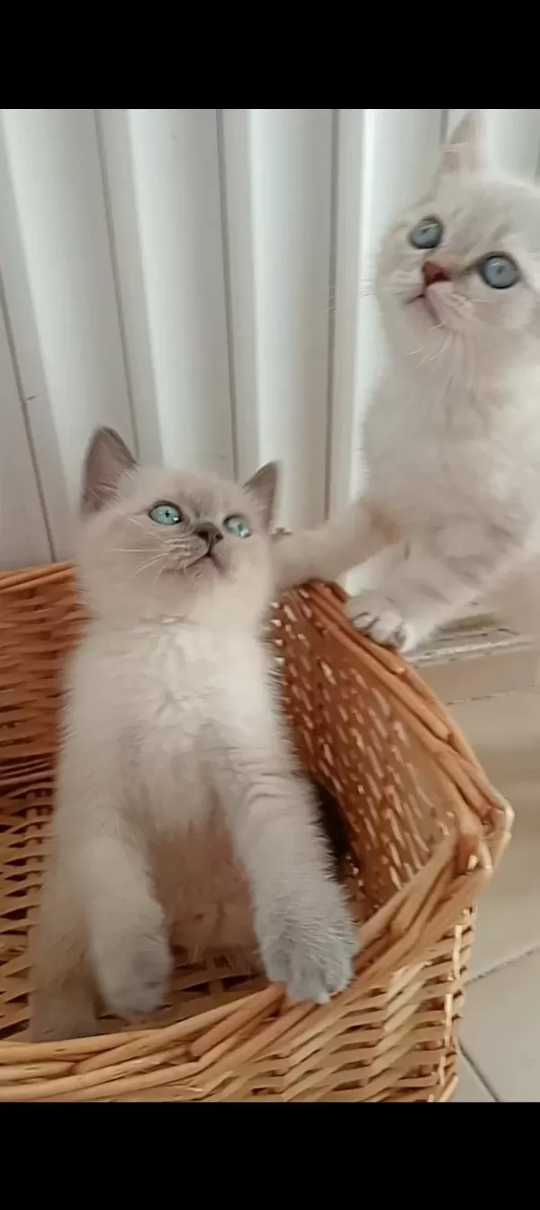 Mavi Gözlü Blue Point British Shorthair Yavrular