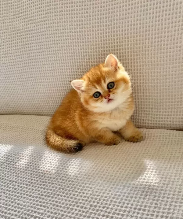 Safkan Golden Ny12 Zümrüt Gözlü Dişi Bebek Kedimiz