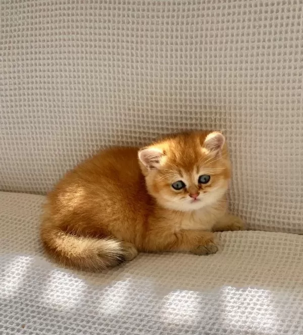 Safkan Golden Ny12 Zümrüt Gözlü Dişi Bebek Kedimiz
