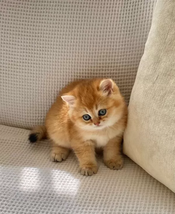 Safkan Golden Ny12 Zümrüt Gözlü Dişi Bebek Kedimiz