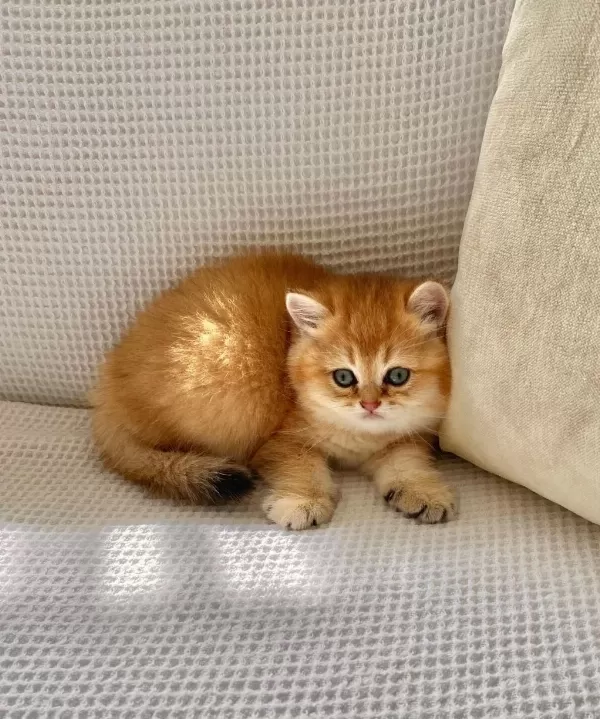 Safkan Golden Ny12 Zümrüt Gözlü Dişi Bebek Kedimiz