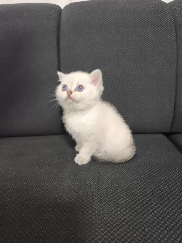 2.5 Aylık Dişi British Shorthair