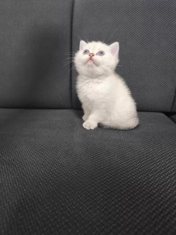2.5 Aylık Dişi British Shorthair