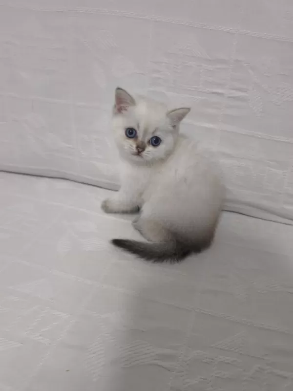 2.5 Aylık Dişi British Shorthair