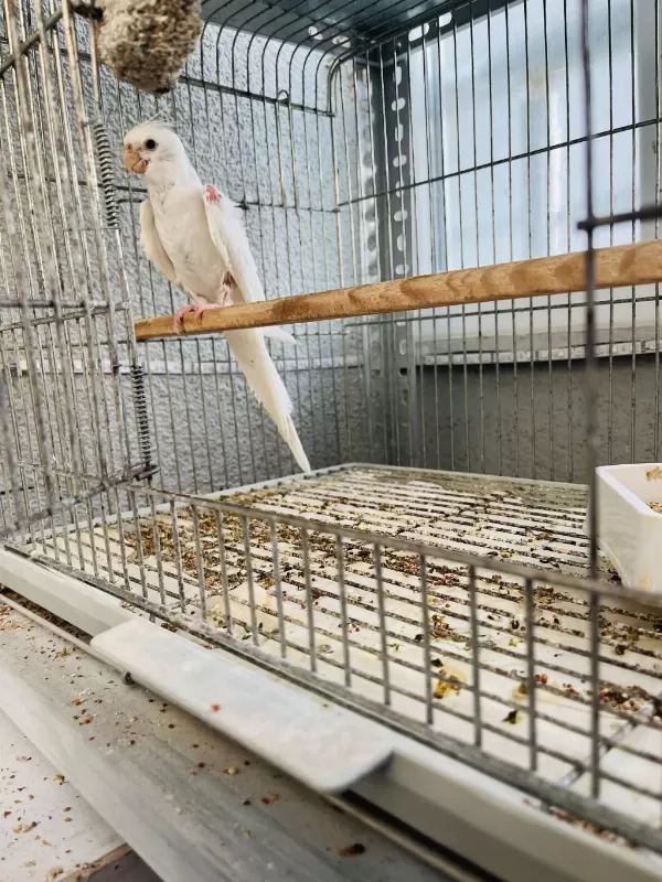 Albino Sultan Papağanı