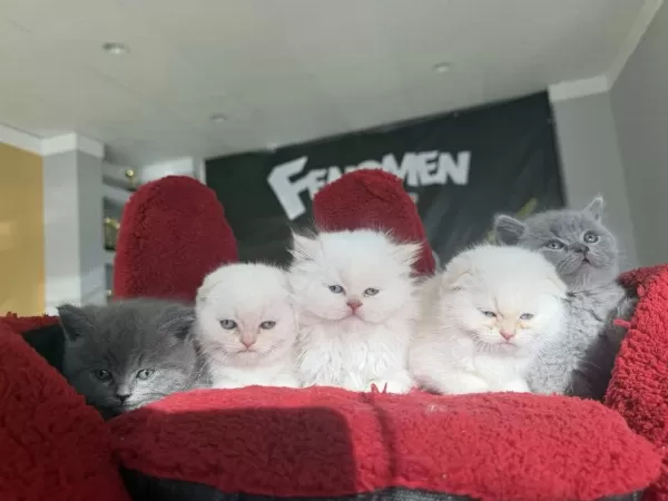 Orjinal İrk Yavru Kediler Magazamizda Canli Görün
