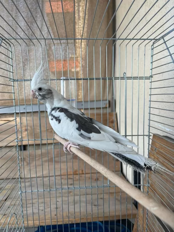 Sultan Papağanı Ev Üretimi