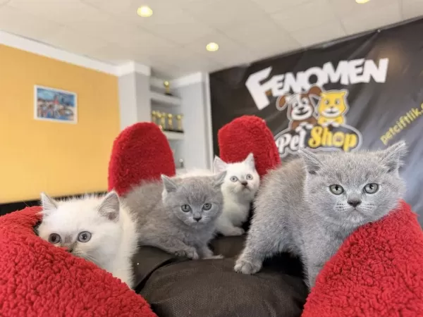 En Güzel Scottish Fold Yavrular British Yavrular Ankara