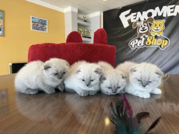 En Güzel Scottish Fold Yavrular British Yavrular Ankara