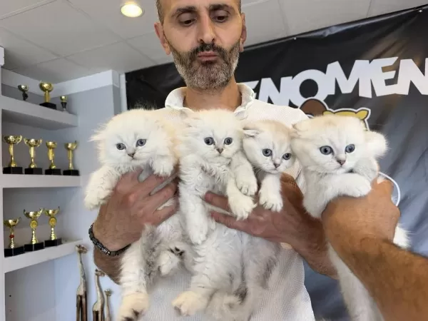 En Güzel Scottish Fold Yavrular British Yavrular Ankara
