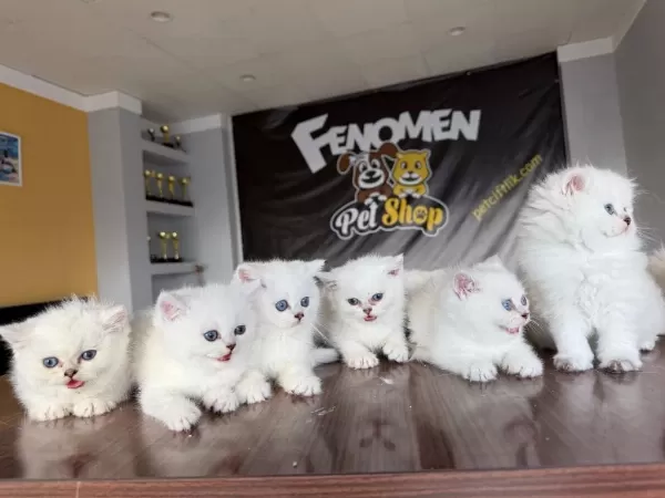 Özel İrk British Shorthair Yavrular Ankara Mağazamizda