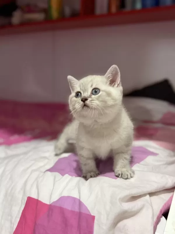 Lynx Point British Shorthair Yavrular