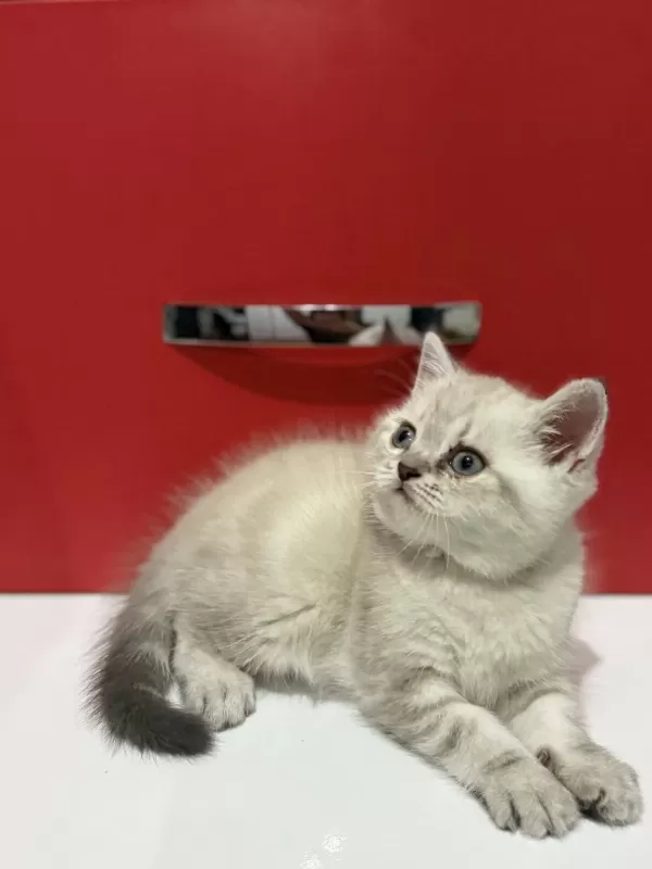 Lynx Point British Shorthair Yavrular