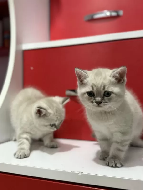 Lynx Point British Shorthair Yavrular
