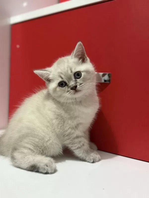 Lynx Point British Shorthair Yavrular
