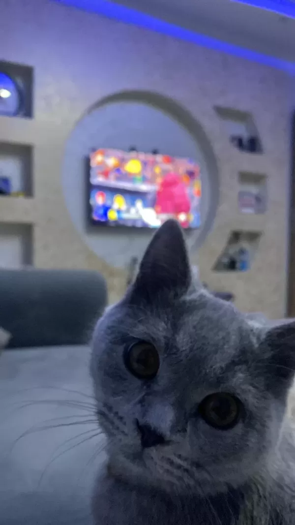 Sevimli Ufaklık Kedimiz Babi Yeni Yuvasını Arıyor
