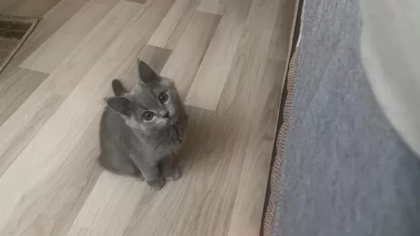 Sevimli Ufaklık Kedimiz Babi Yeni Yuvasını Arıyor