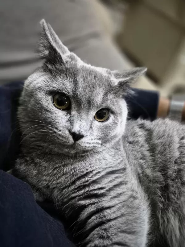 Sevimli Ufaklık Kedimiz Babi Yeni Yuvasını Arıyor