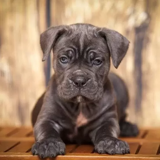 Afacan Cane Corso Bebekler Kapıda Ödeme Mevcuttur