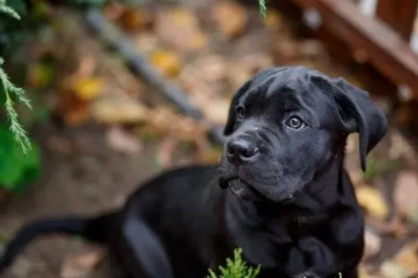 Afacan Cane Corso Bebekler Kapıda Ödeme Mevcuttur