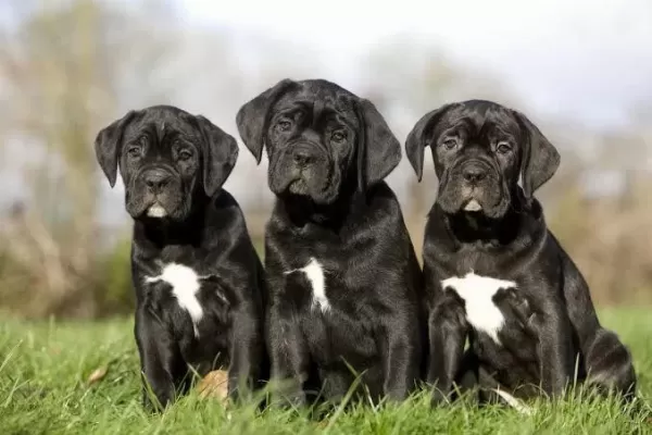 Afacan Cane Corso Bebekler Kapıda Ödeme Mevcuttur