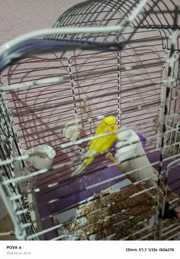Lutino Albino Takım Muhabbet Kuşu