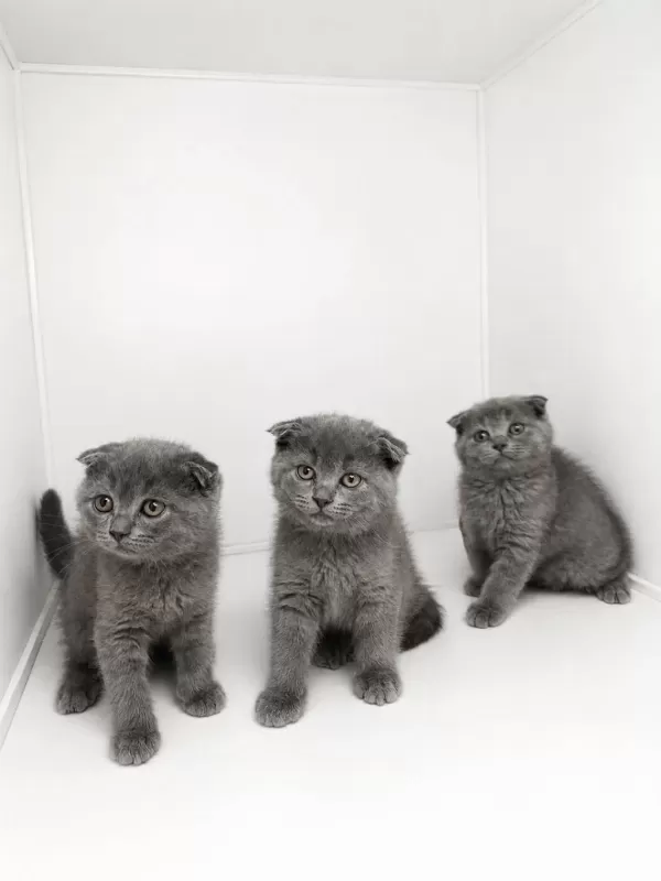 Scottish Fold Blue Yavrular