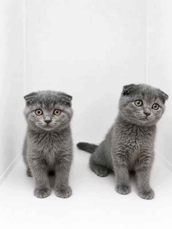 Scottish Fold Blue Yavrular