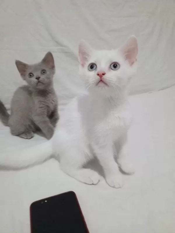 Güzel Ve Sevimli Minnoş Kediler