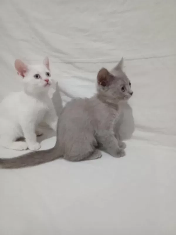 Güzel Ve Sevimli Minnoş Kediler