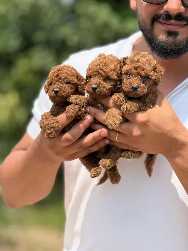 Teacup Korea Poodle Show Kalite Miniboy