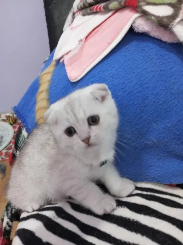 Safkan Scottish Fold Ve Straight Yavrular Catteryden