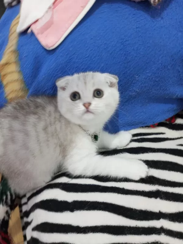 Safkan Scottish Fold Ve Straight Yavrular Catteryden