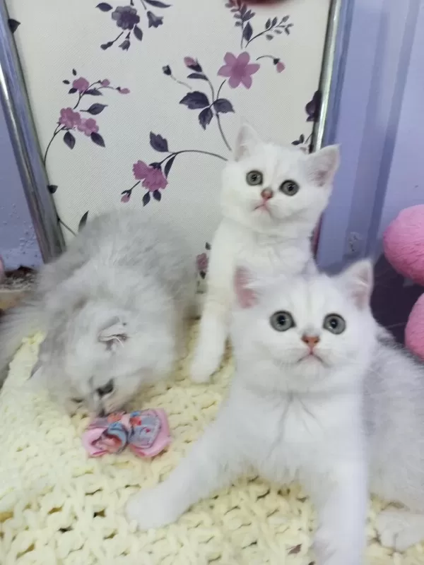 Safkan Scottish Fold Ve Straight Yavrular Catteryden