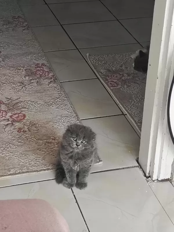 Show Kalite Safkan Scottish Fold Bebekler