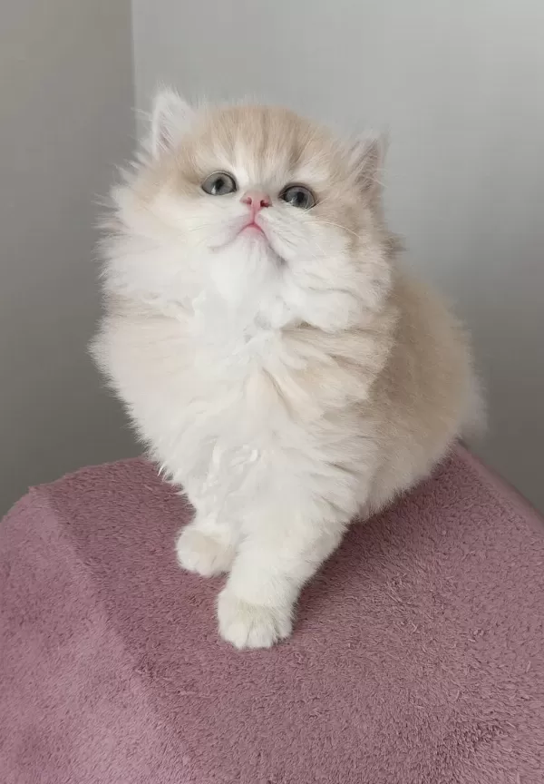 British Longhair Dişi Golden Yavru